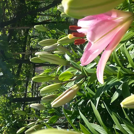 Celeste アパート